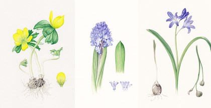 Botanisk-illustration i Værløse med Katja-Anker