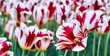 Havevandring i Tivoli omgivet af 80.000 blomstrende tulipaner