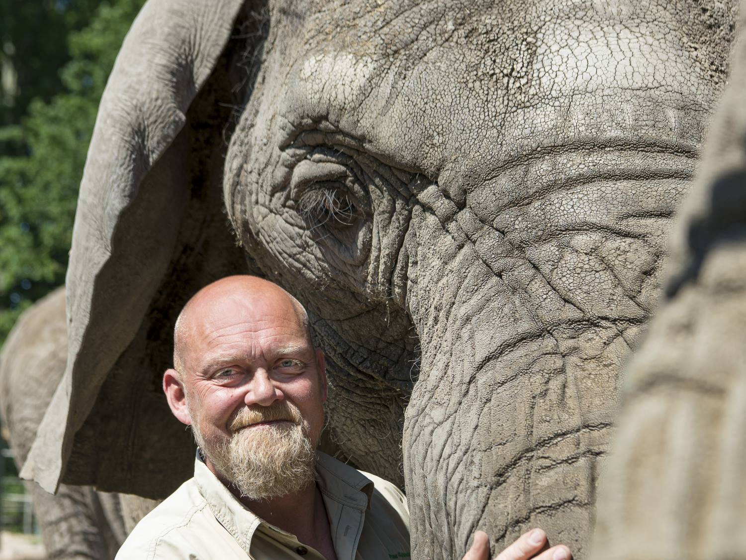 elefant foredrag hald