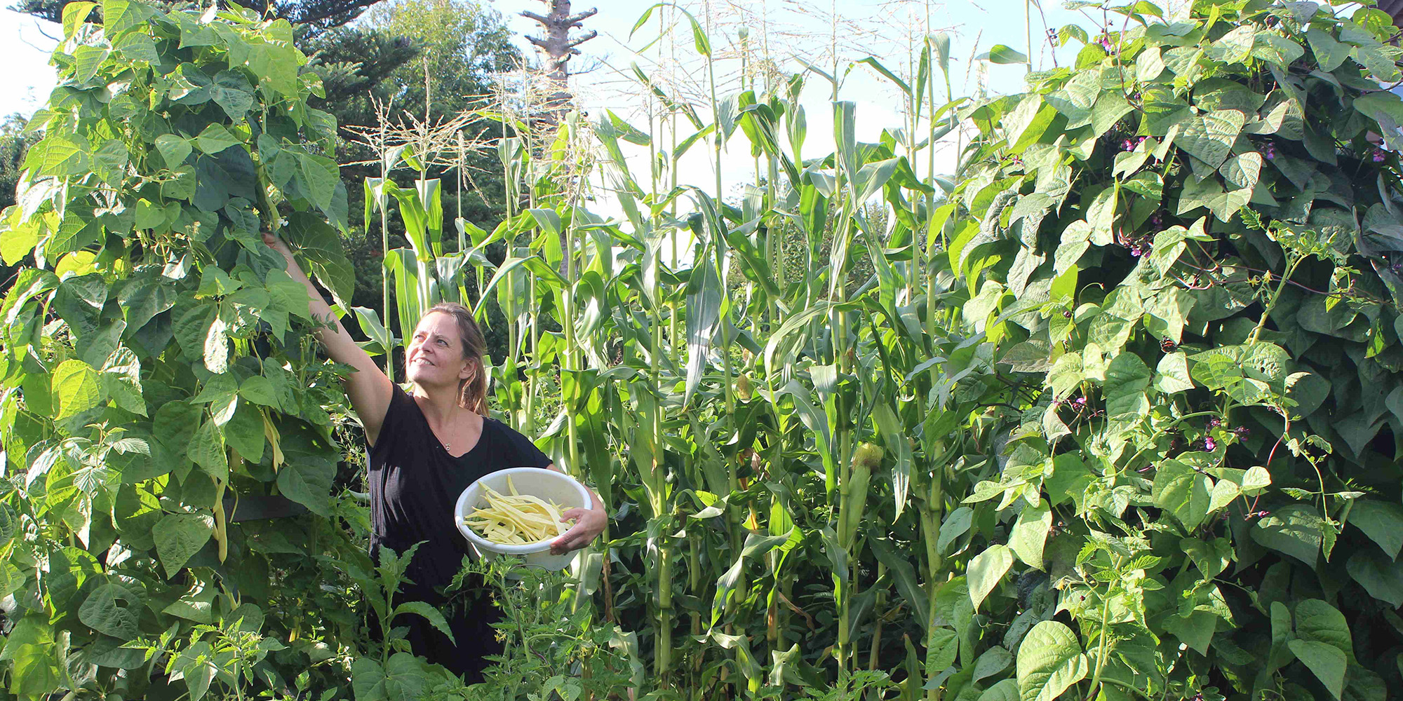 Have grønne planter dyrk grøntsager