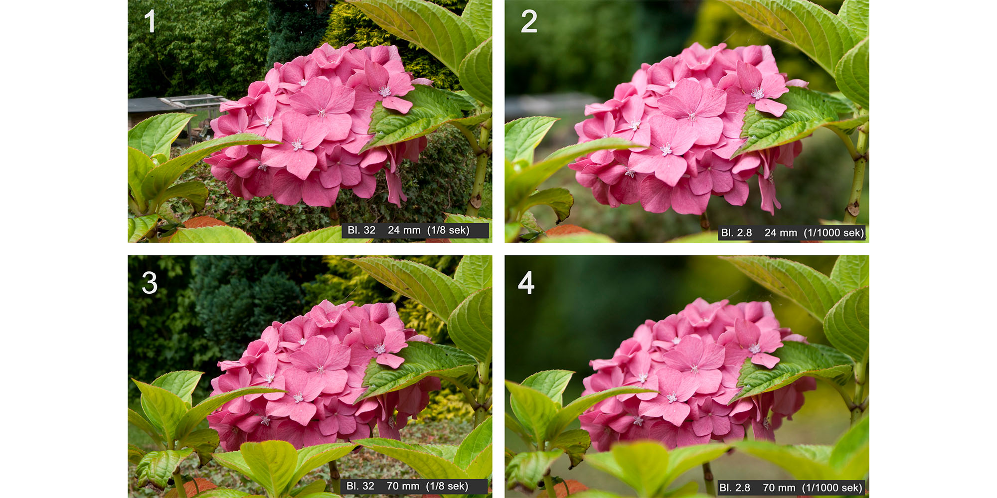 hortensia have foto