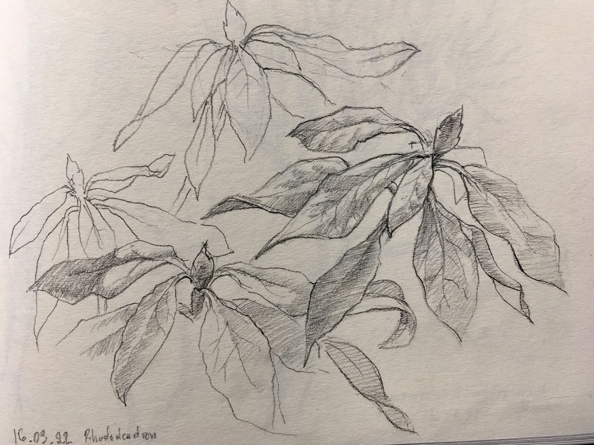 Tegnekursus, botanisk tegning, FOF, Randers