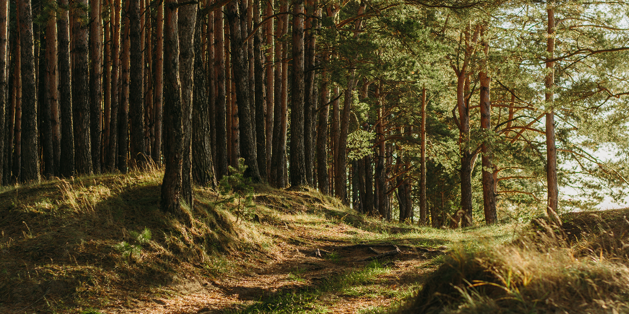 Foto af skov i solskin - Kurser i naturen hos FOF i Randers Favrskov og Mariagerfjord