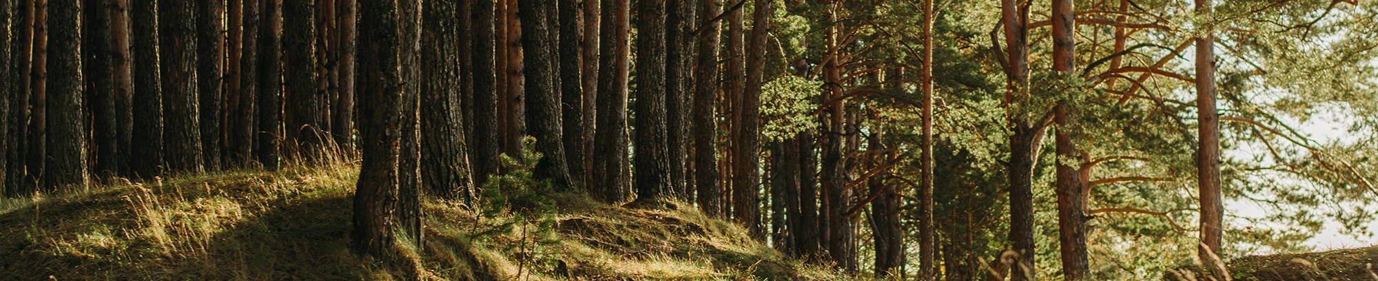 Foto af skov i solskin - Kurser i naturen hos FOF i Randers Favrskov og Mariagerfjord