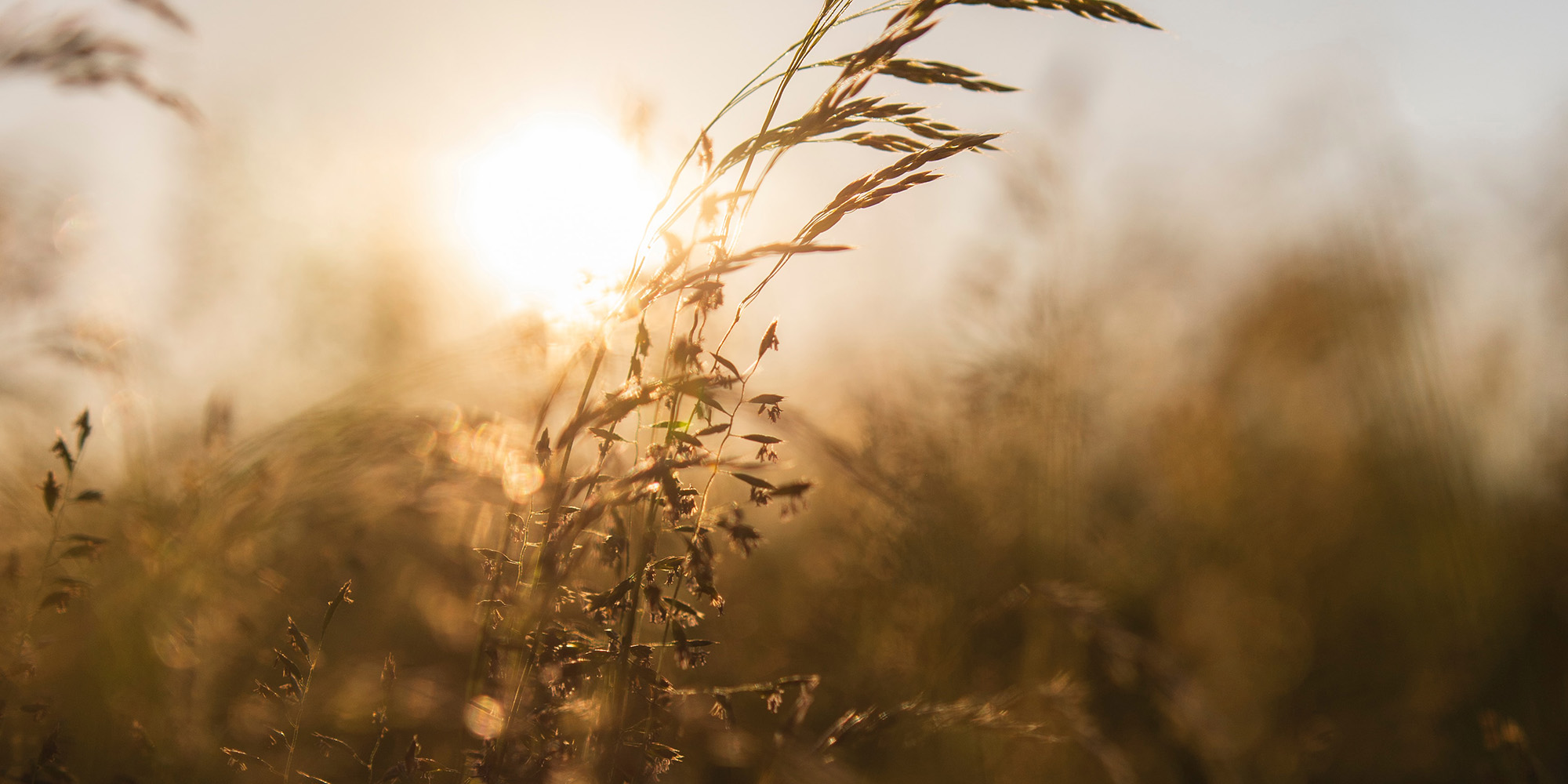 natur meditation mindful kursus FOF