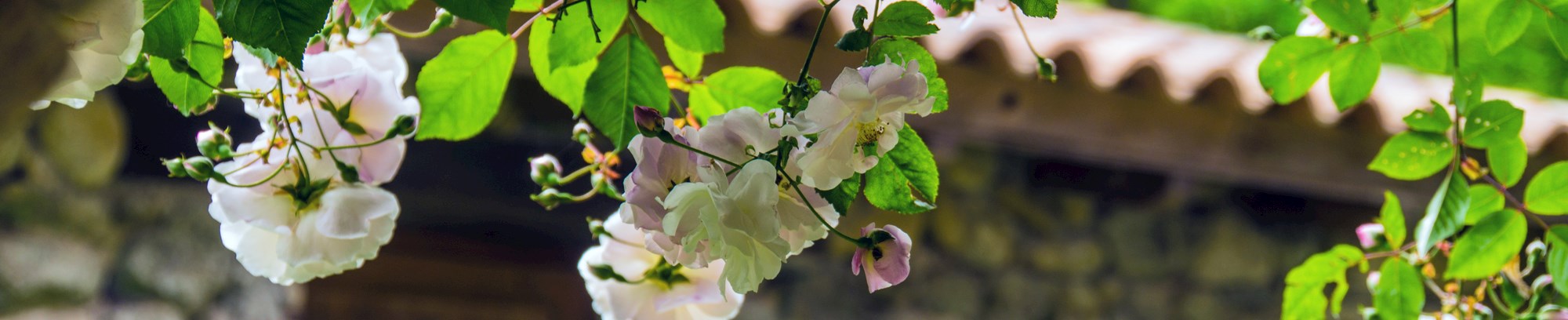 Lær fransk på sprogkursus hos FOF