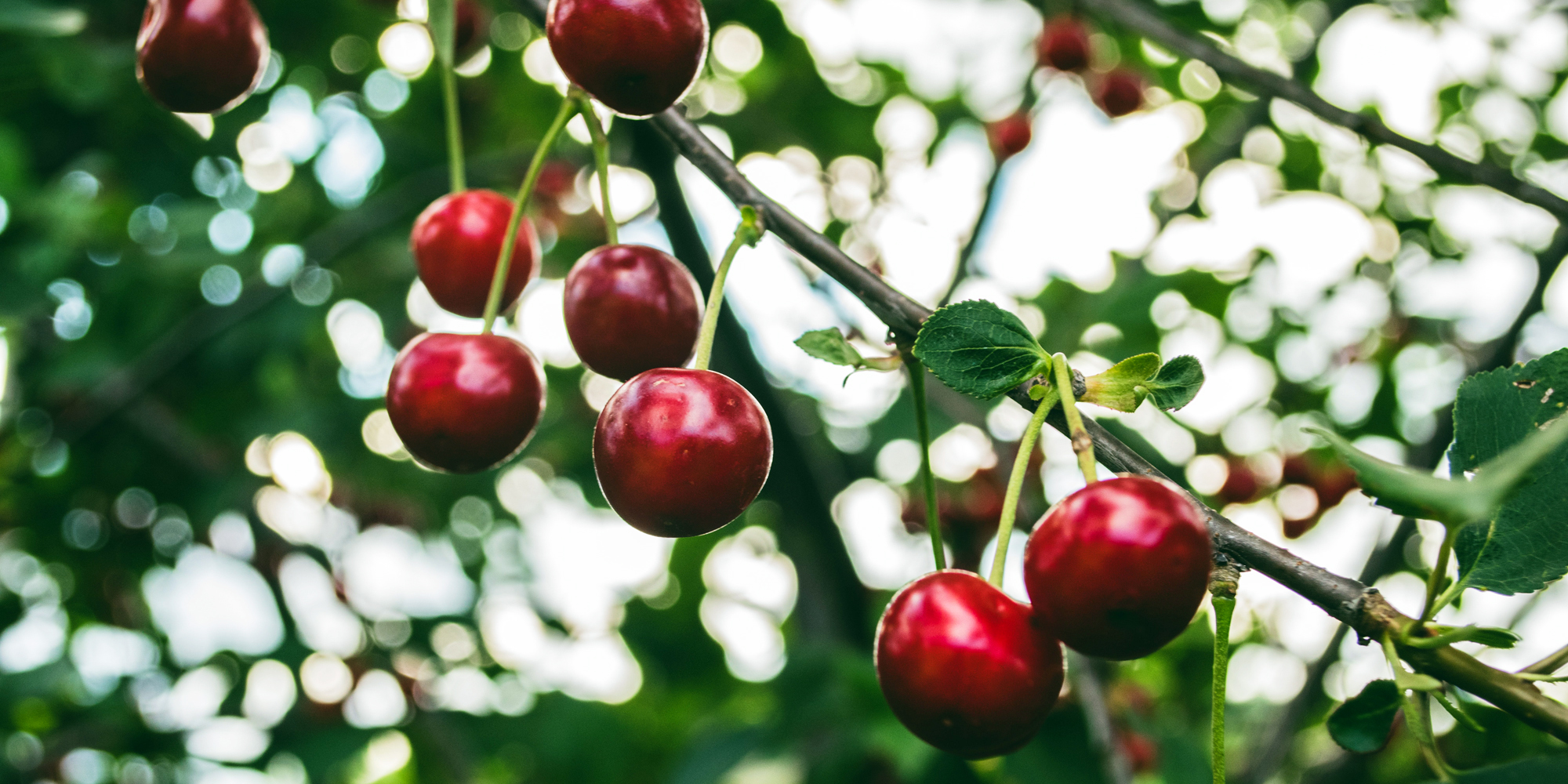 Havekursus i beskæring af frugttræer hos FOF Syd- og Vestsjælland