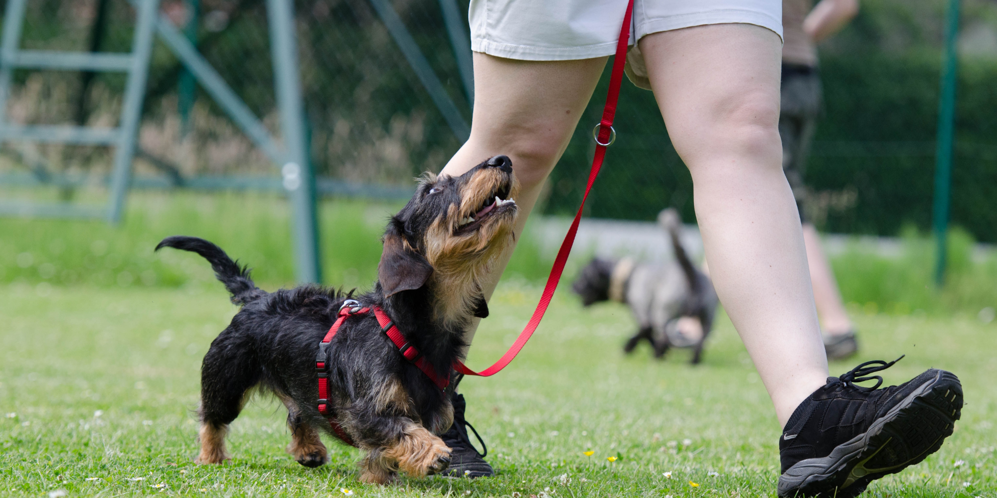 Hundetræning hos FOF Syd- og Vestsjælland