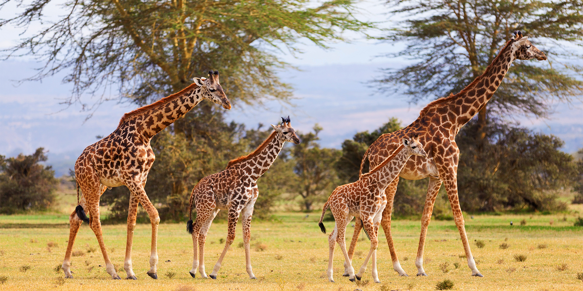 Kom på afrikansk safarirejse med FOF