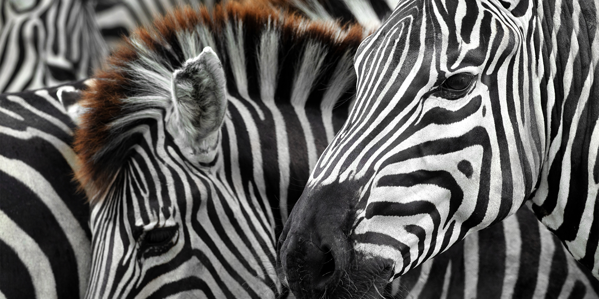Kom på afrikansk safarirejse med FOF