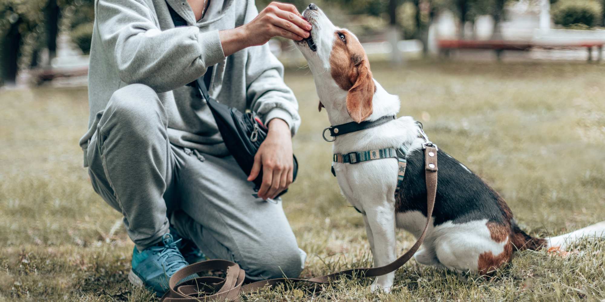 Hundetræning