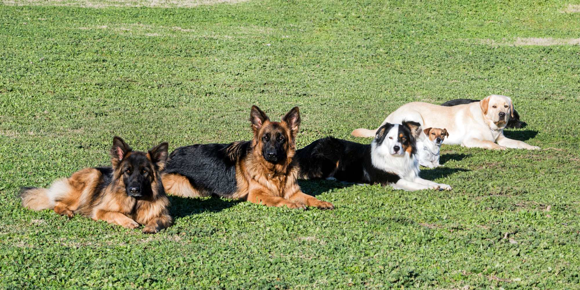 Hundetræning