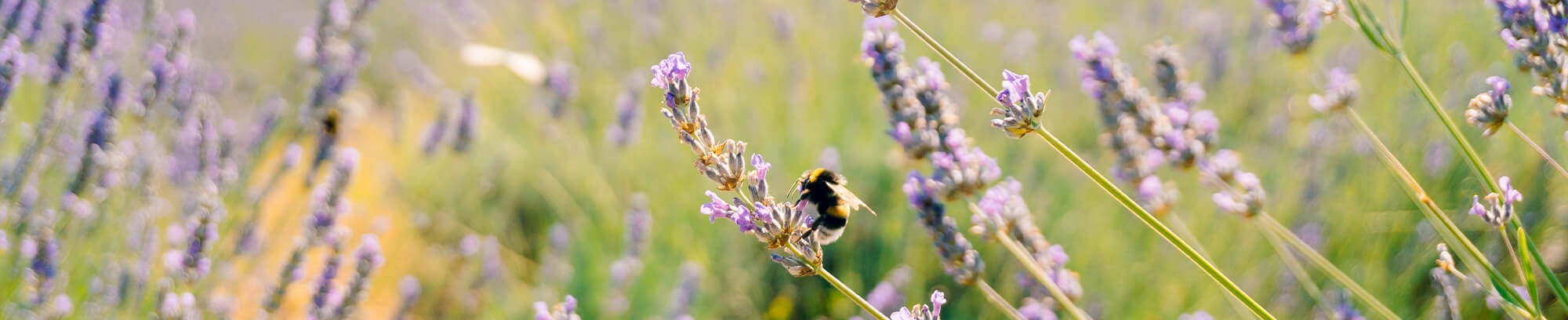 Foredraget "Drømmen om et bæredygtigt liv" med Sigfred Stolberg Grøn hos FOF Vest