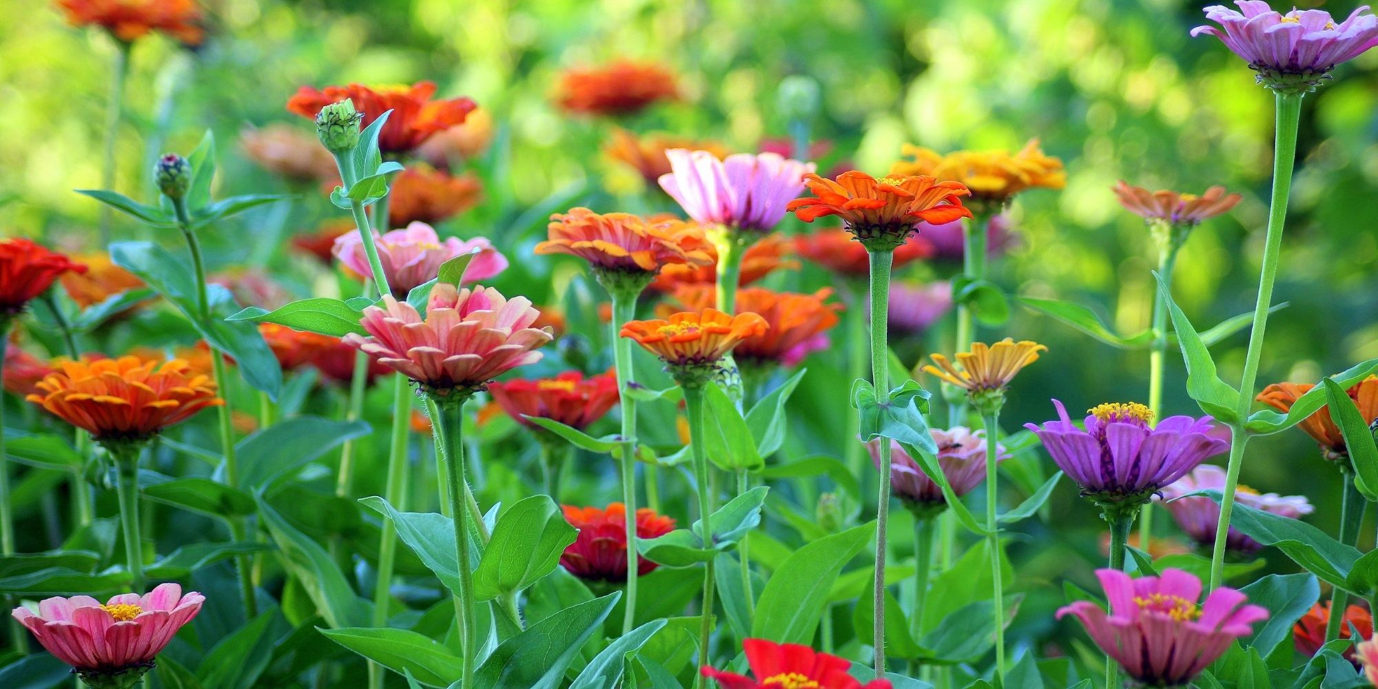 Friluftsliv header
