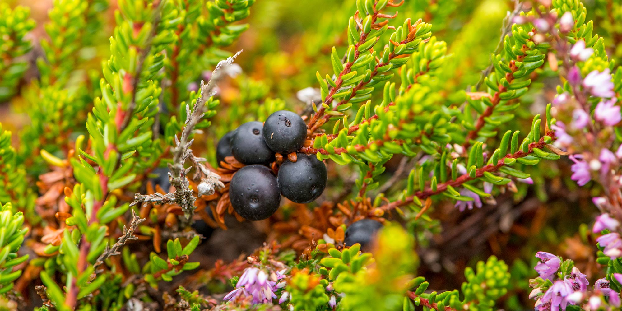 Hedetur med spændende, velsmagende og anvendelige planter.