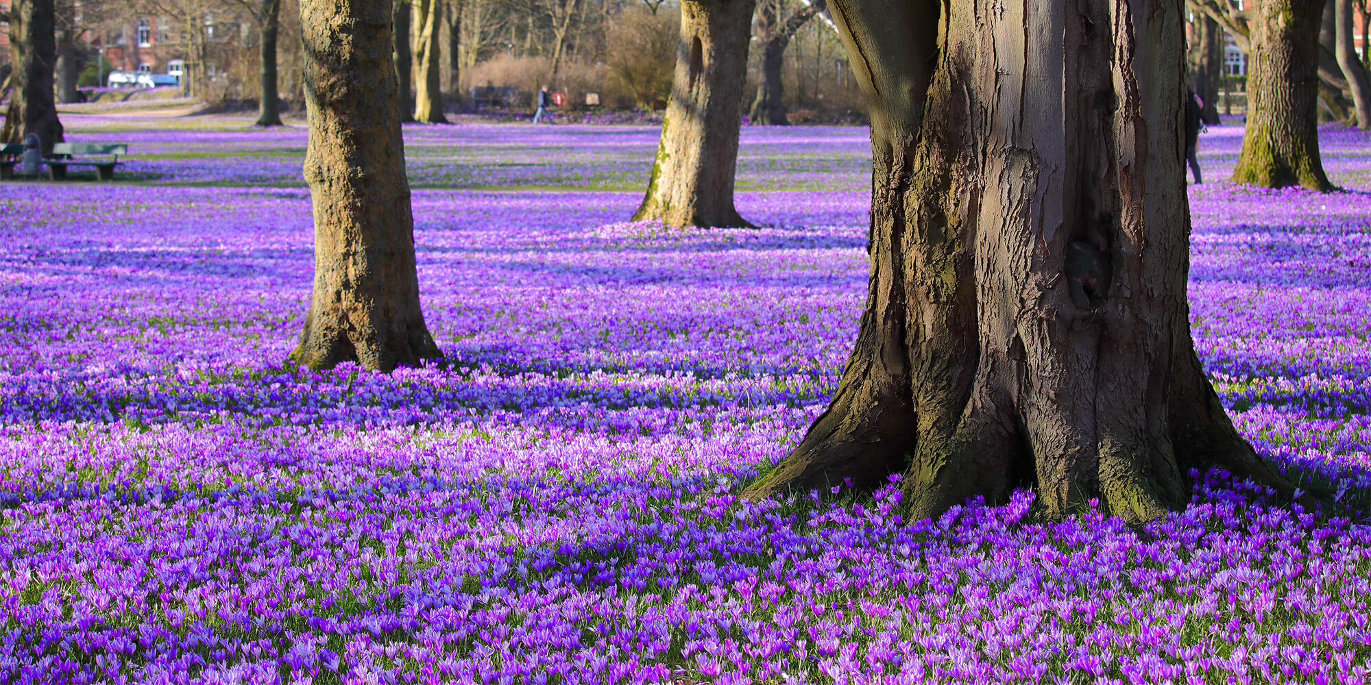 Krokusblomstring i Husum - FOF Vest