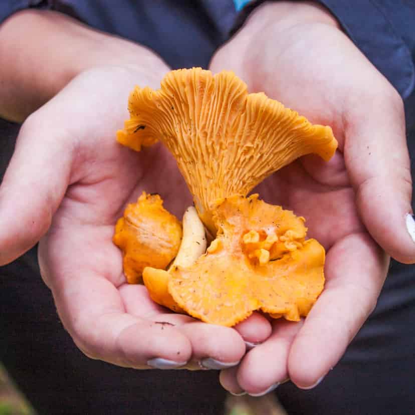 Underviser viser svampe frem hos FOF Sønderjylland