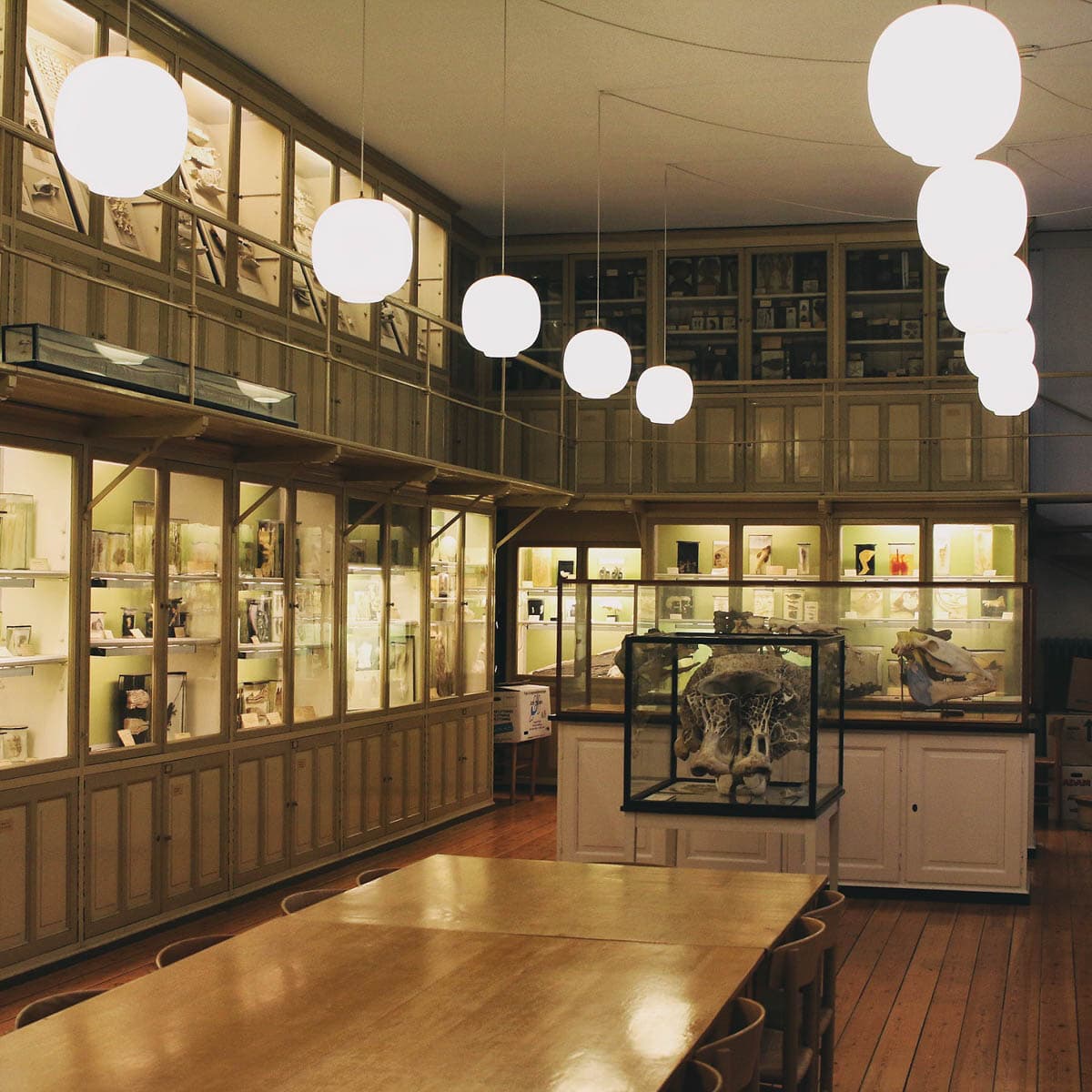 De Veterinære Samlinger-fofkn-aftenskolen-Ture-1.jpg