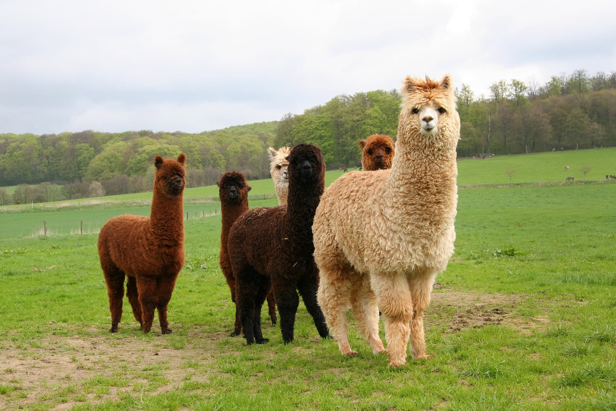 alpaka familietur-fofkn-aftenskolen-Familie-1.jpg