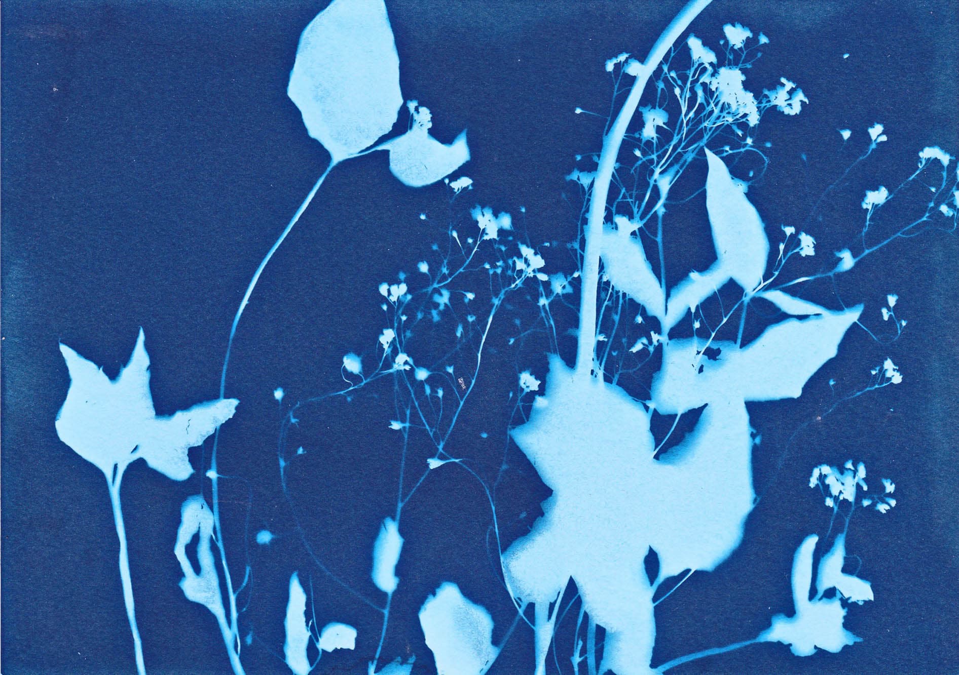 Foto-cyanotype-heidi-borg-fofkn-aftenskolen-IT og foto.jpg