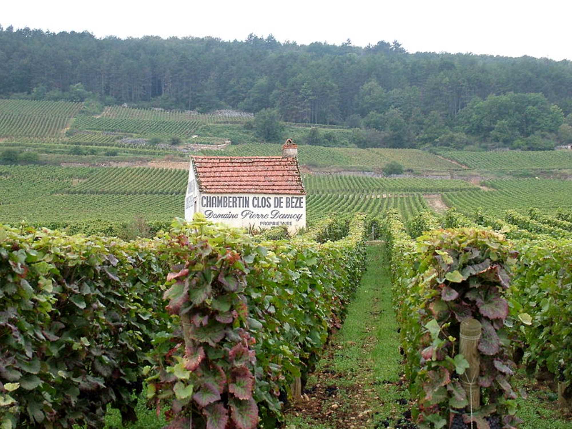 Bourgogne vinmark med hus med teksten Chambertin Clos de Beze 