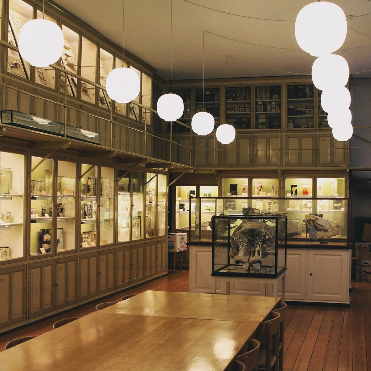 De Veterinære Samlinger – guidet tur hos FOF København og Nordsjælland