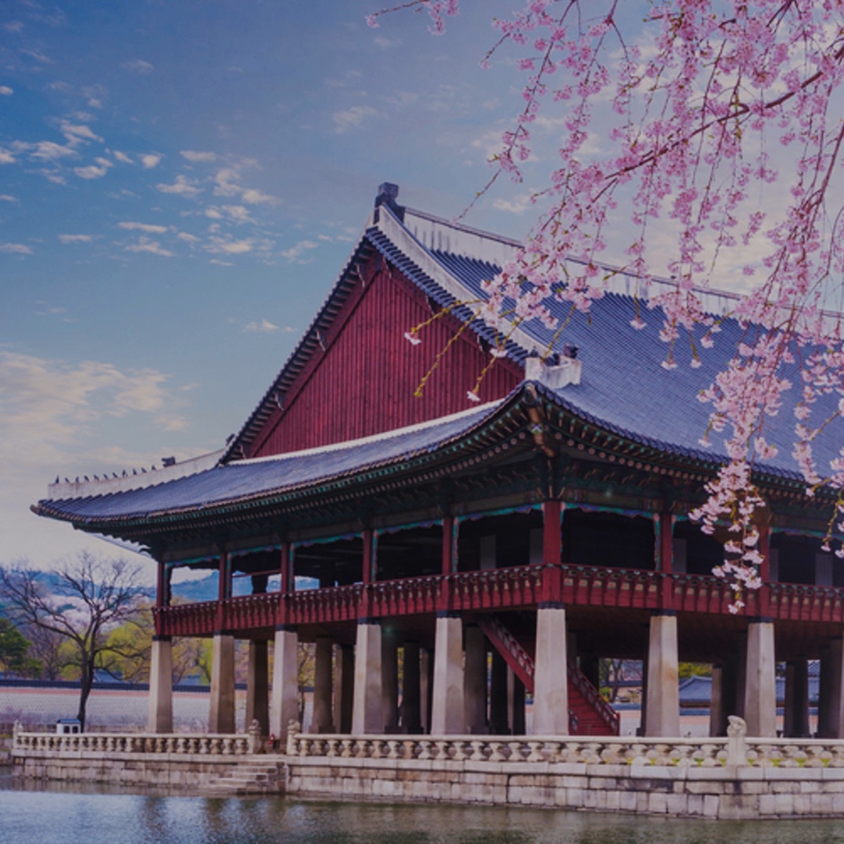 Japansk tempel med kirsebærblomster – symbol på japansk kultur og sprog.