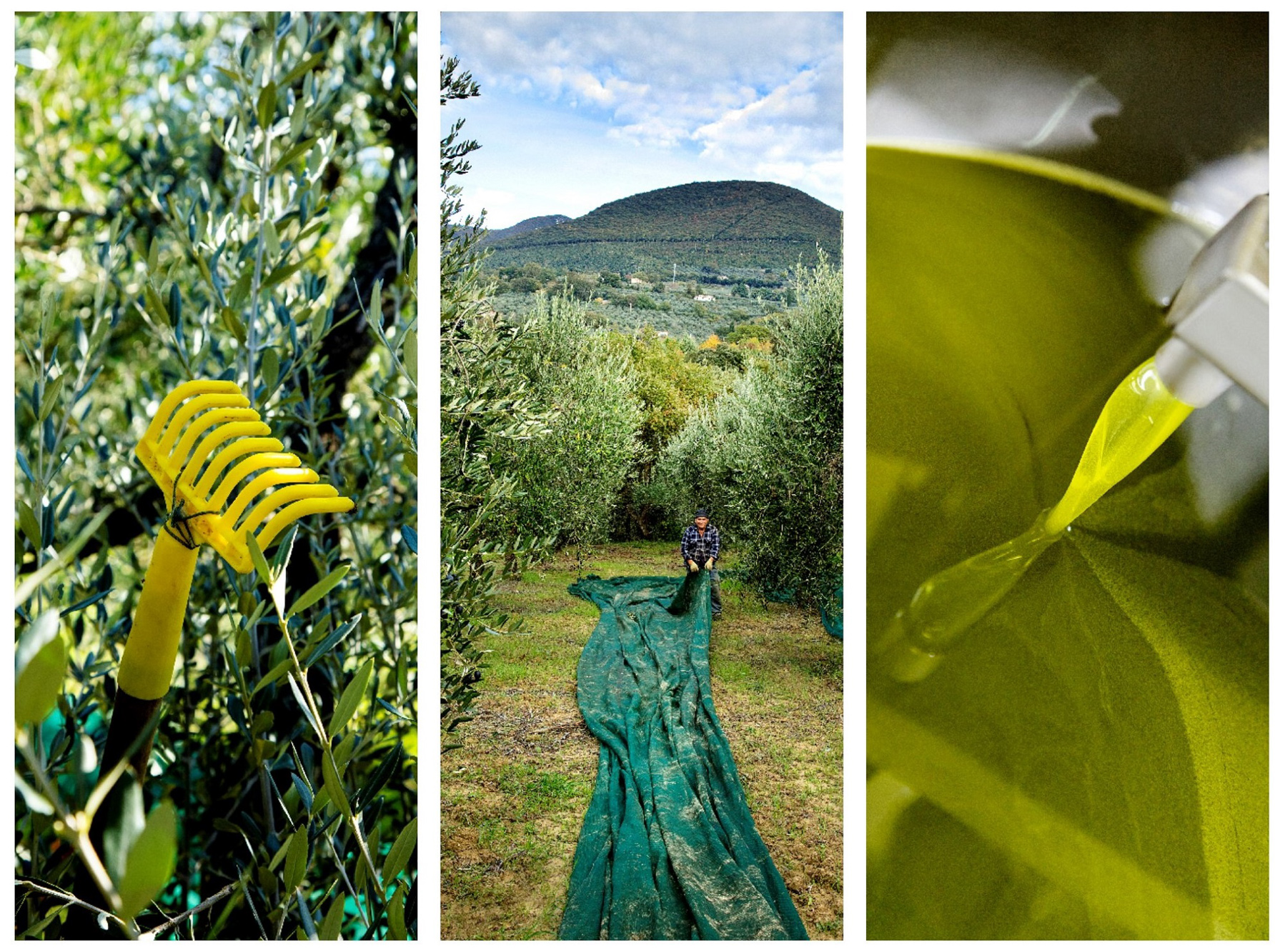 Oliventræ, mand der arbejder i olivenlund, og frisk olivenolie der presses