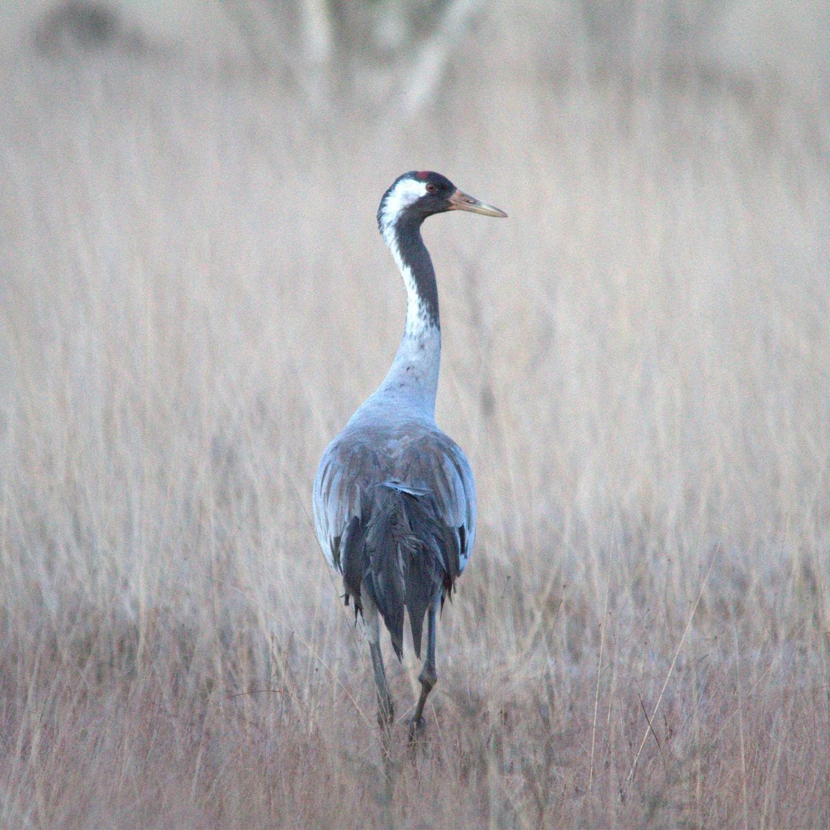 Bustur til Hornborgasjön i Midtsverige – oplev tranedans, historiske klostre og svensk natur på en 2-dages forårsrejse.