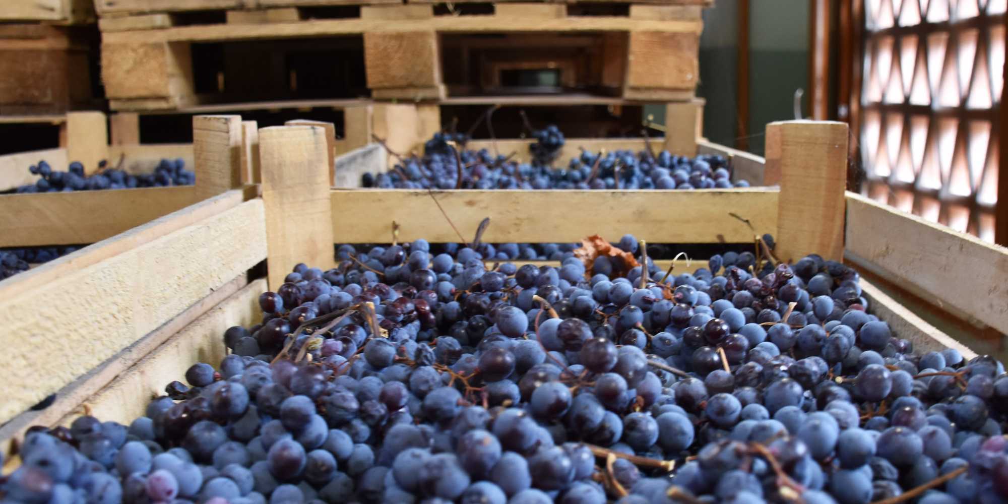 Druer af amarone i trækasser