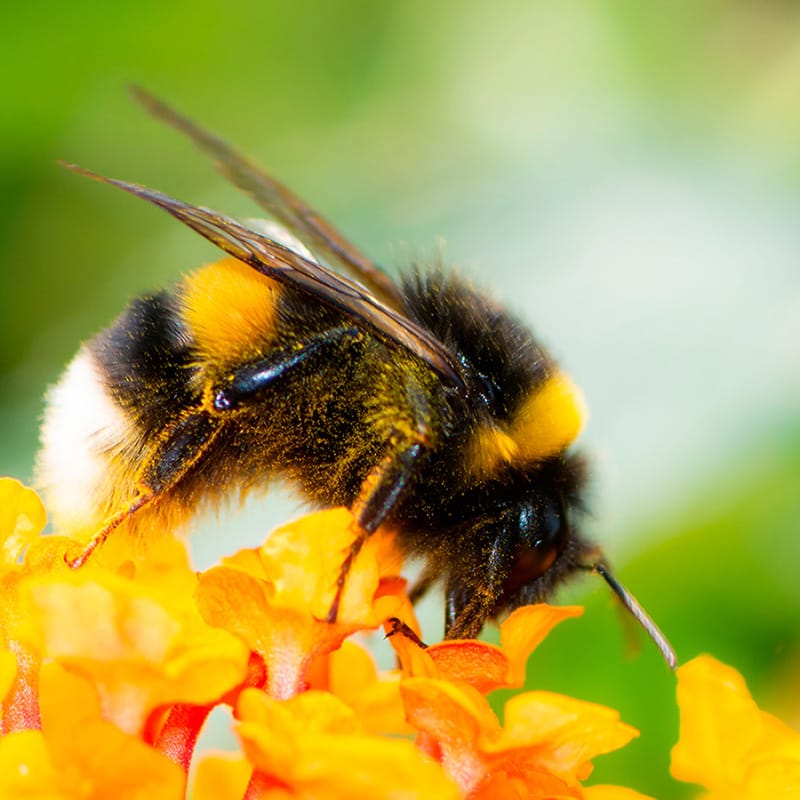 Brumbasserne kor i Trustrup med FOF Djursland