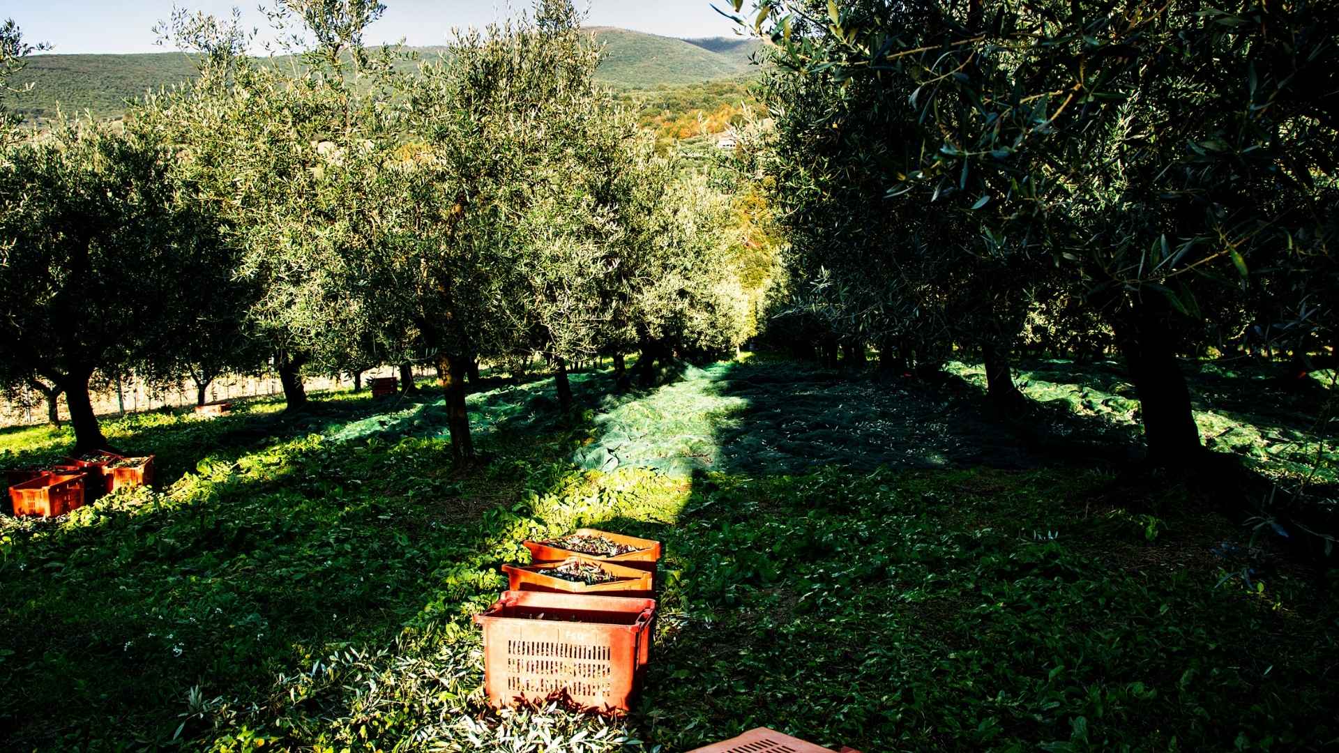 Olivenlund under høsten hos Casa de Rosa i Italien.