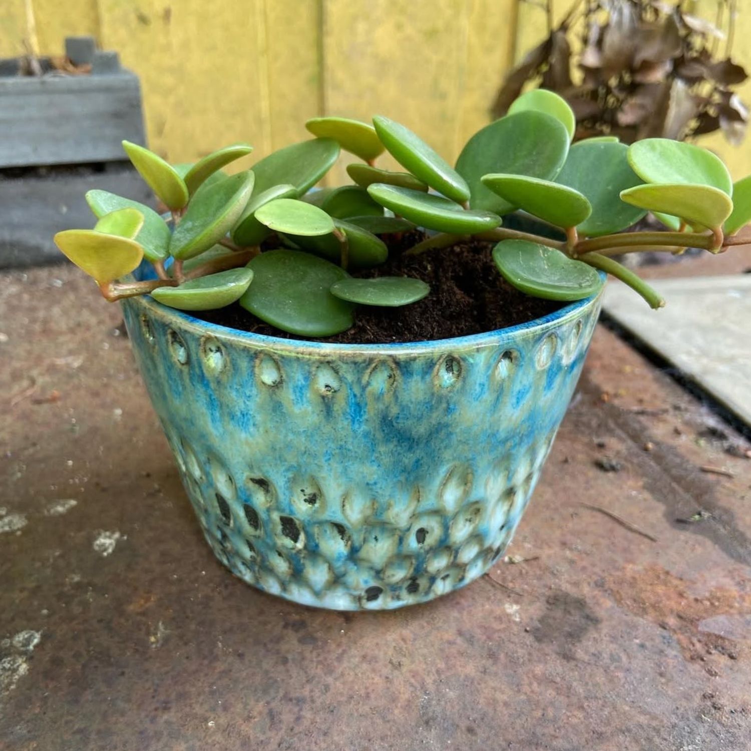 Plantepotte i stentøj lavet af Nina Stortz