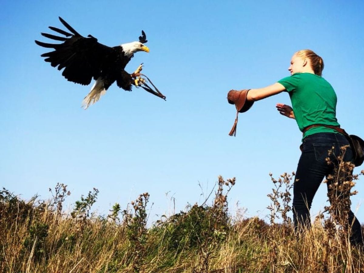 Falkoner viser rovfugl under show på Falkecenter Samsø.