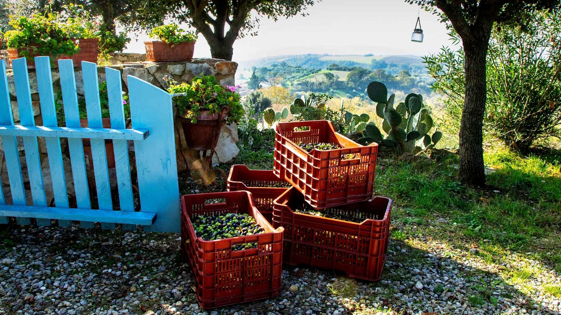 Oliven høstet i kasser hos olivenproducenten Casa de Rosa