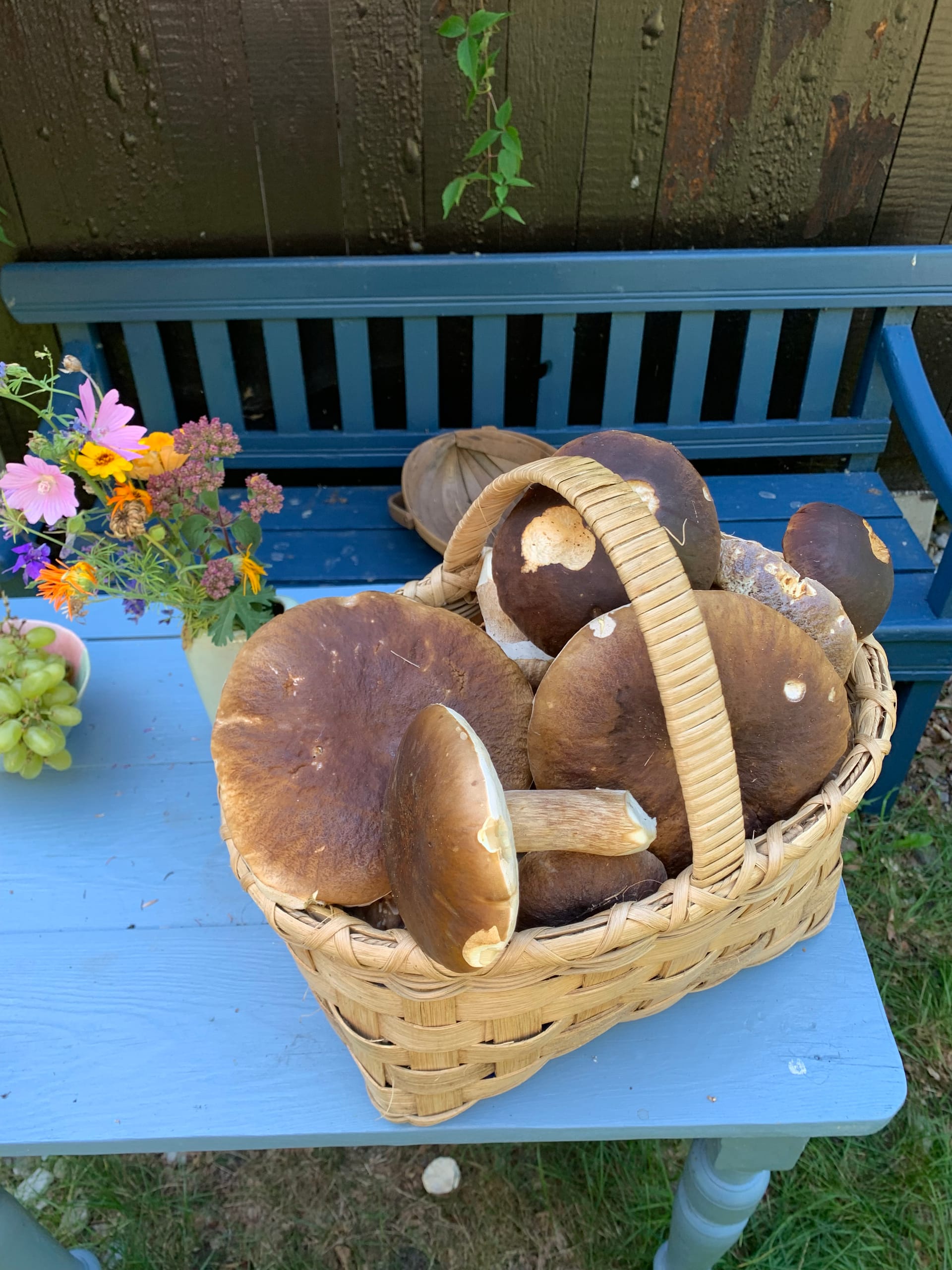 Kurv fyldt med svampe