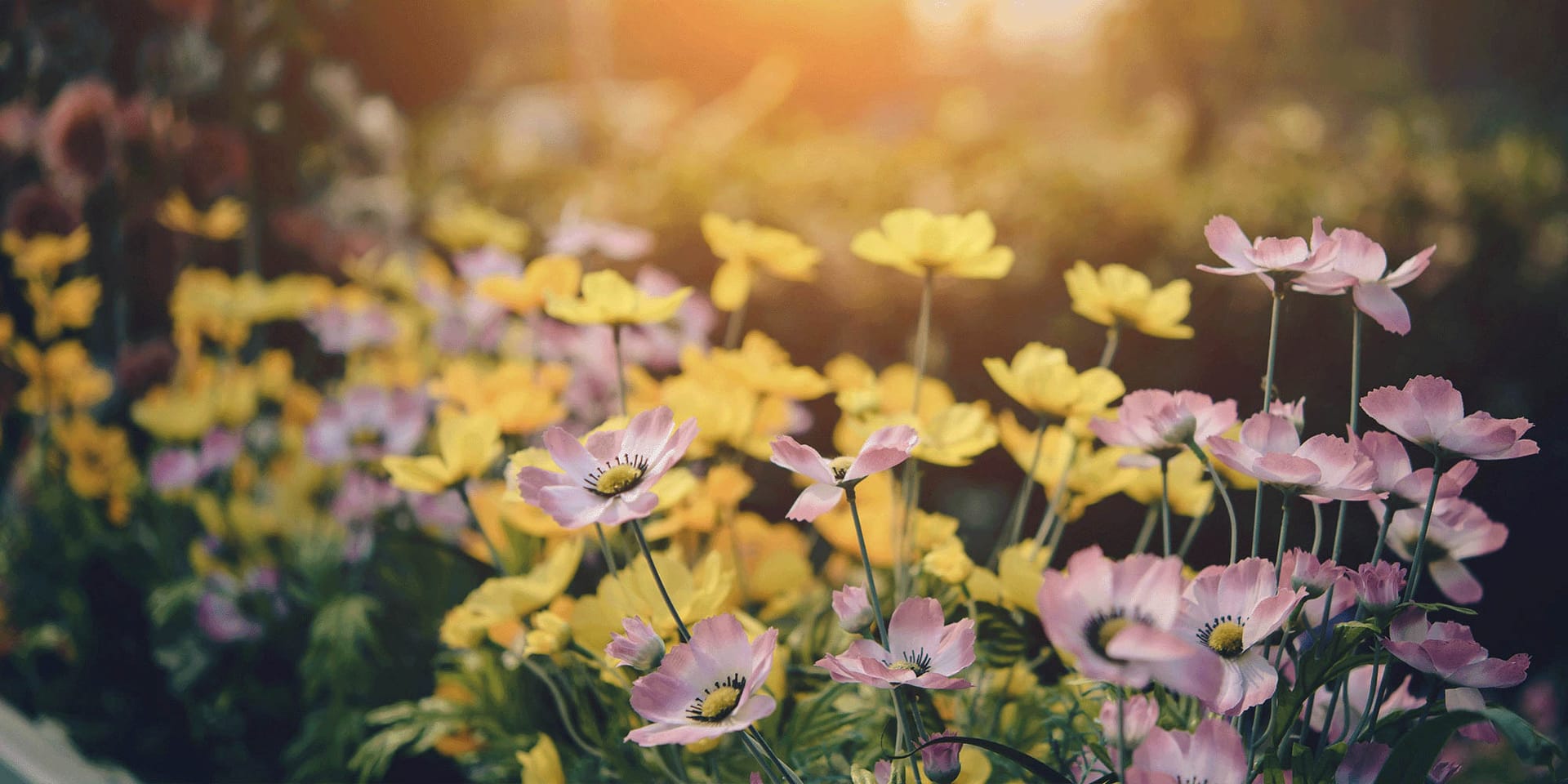 Formiddagskoret Kamelia  – syng i kor hos FOF København og Nordsjælland