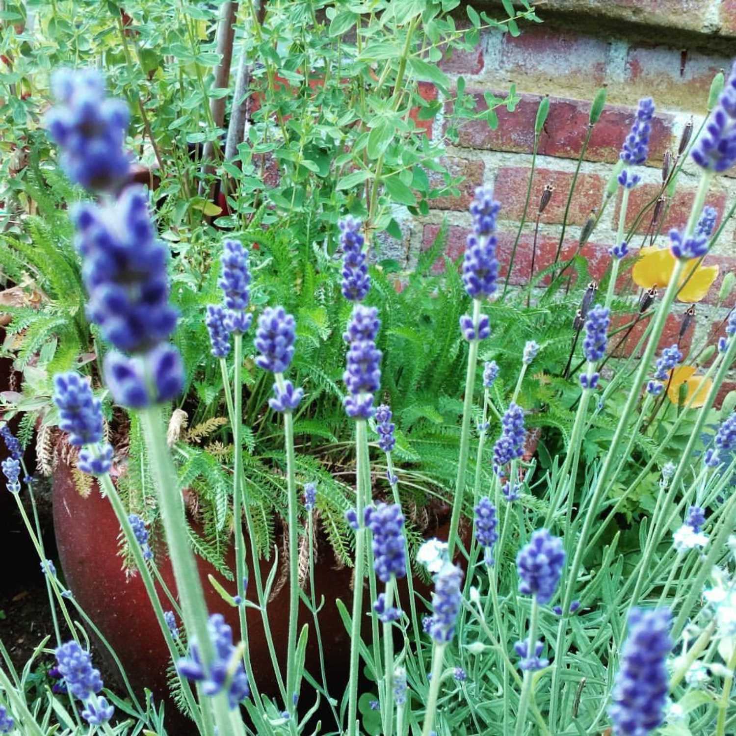 Lavendel og andre urter
