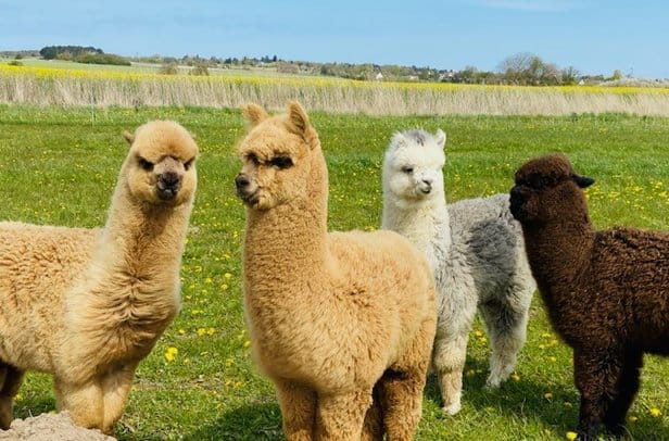 En flok alpakaer i Gilleleje – gå tur med en alpaka