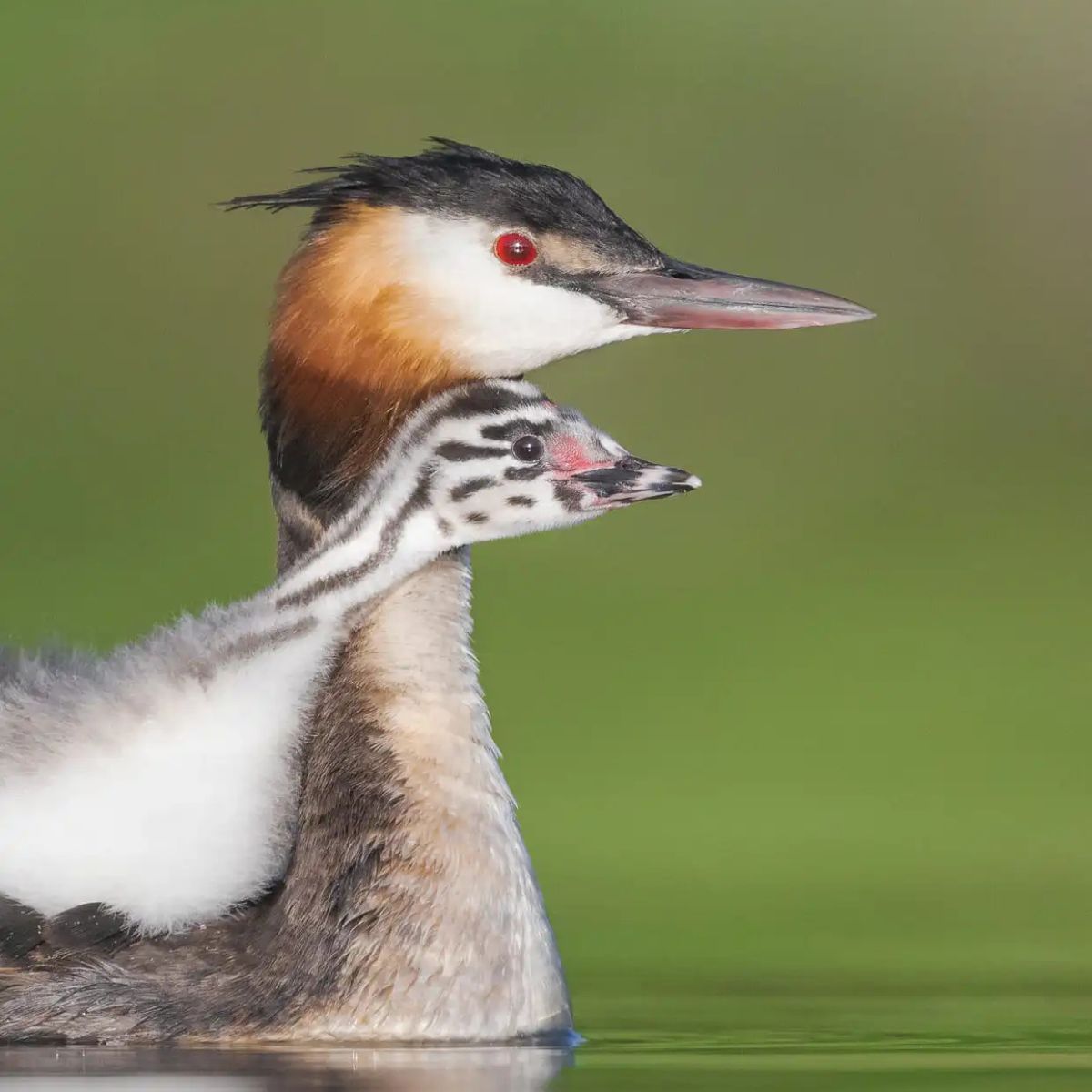 Deltagere til Kulturhøjskolens foredrag om historie, natur, kultur og universet