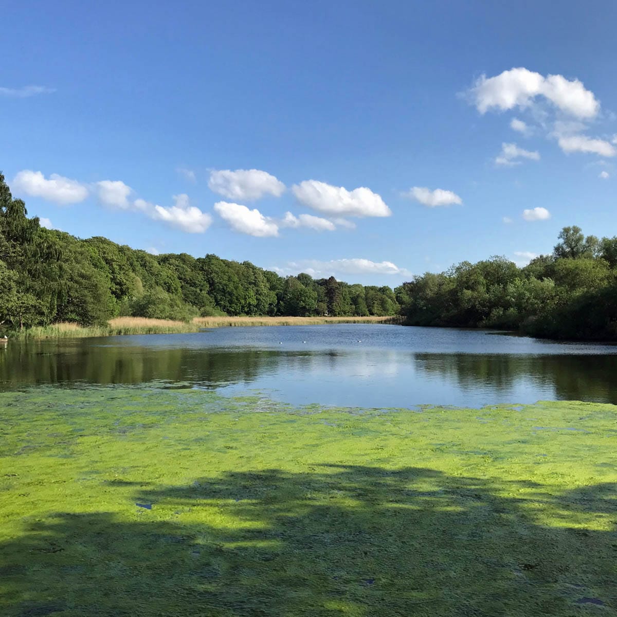 FOF København og Nordsjælland afholder rundvisning i Brede