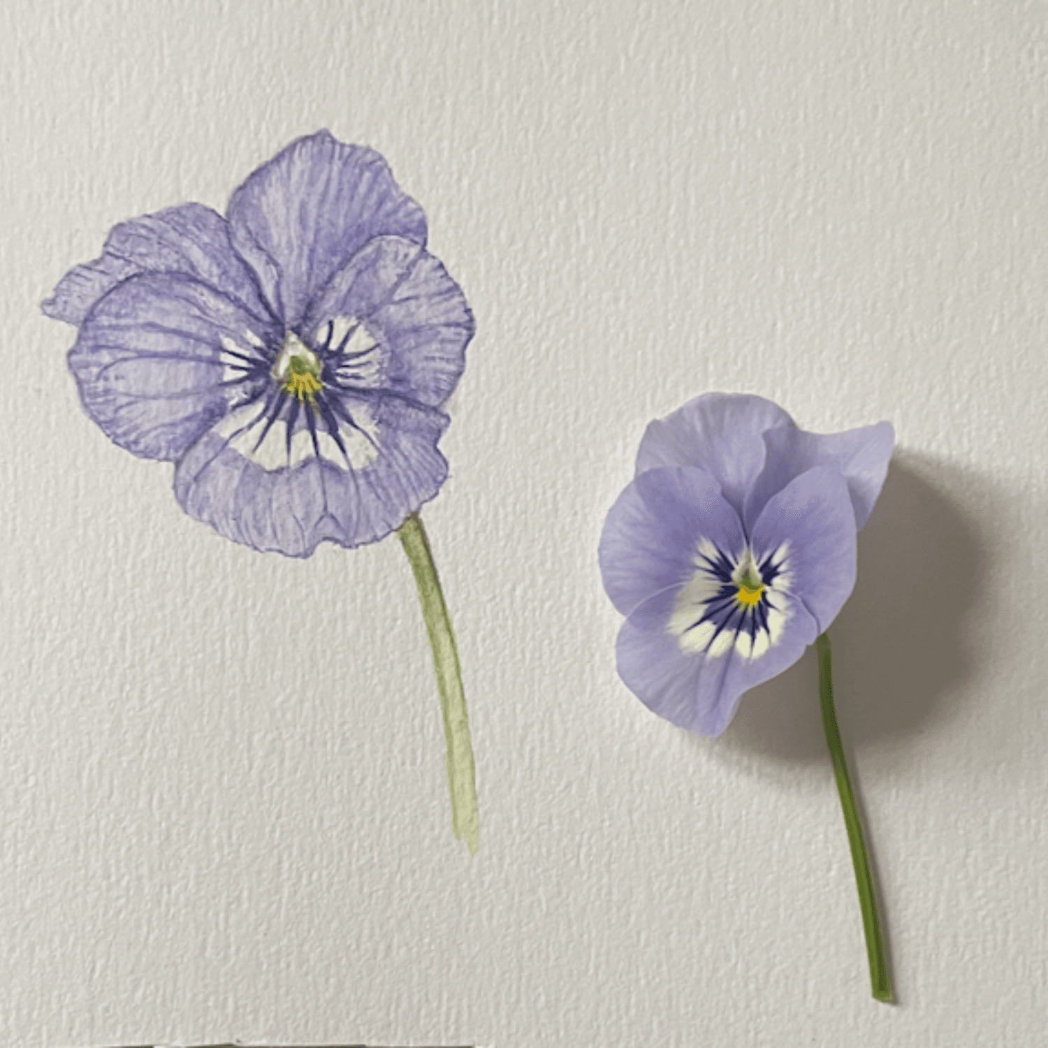 Botanisk illustration på kursus hos FOF København og Nordsjælland