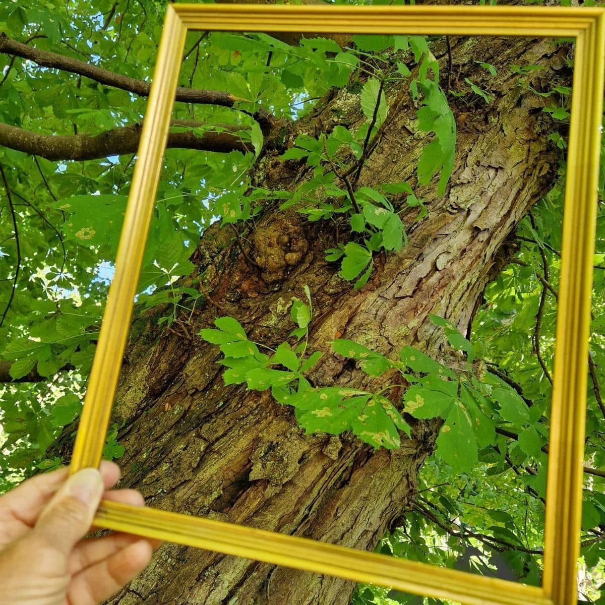 Kreativt nærvær i naturen, fof aarhus