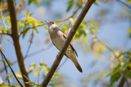 Ornitologi for begyndere hos FOF København og Nordsjælland