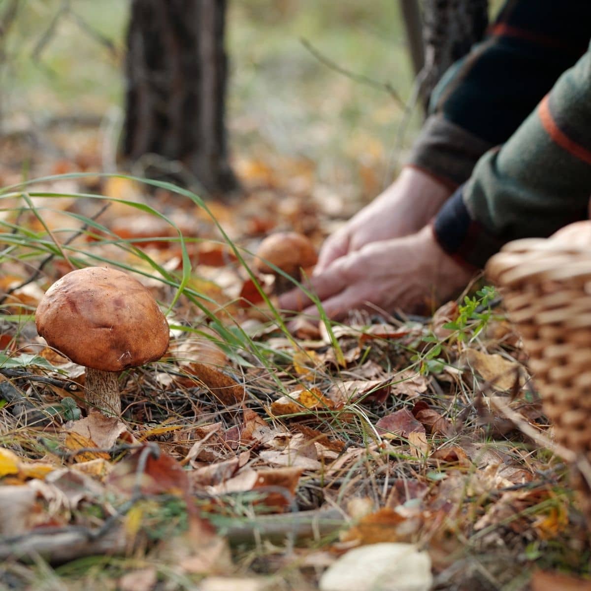 Svampetur i FOF Aarhus