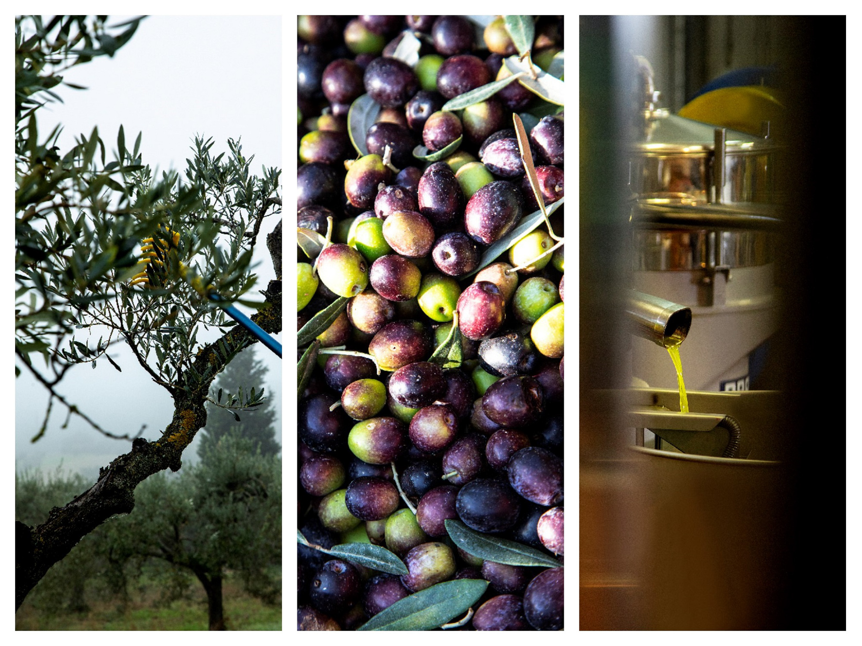 Oliventræer i morgendis, nyhøstede oliven i grønne og lilla nuancer og frisk olie