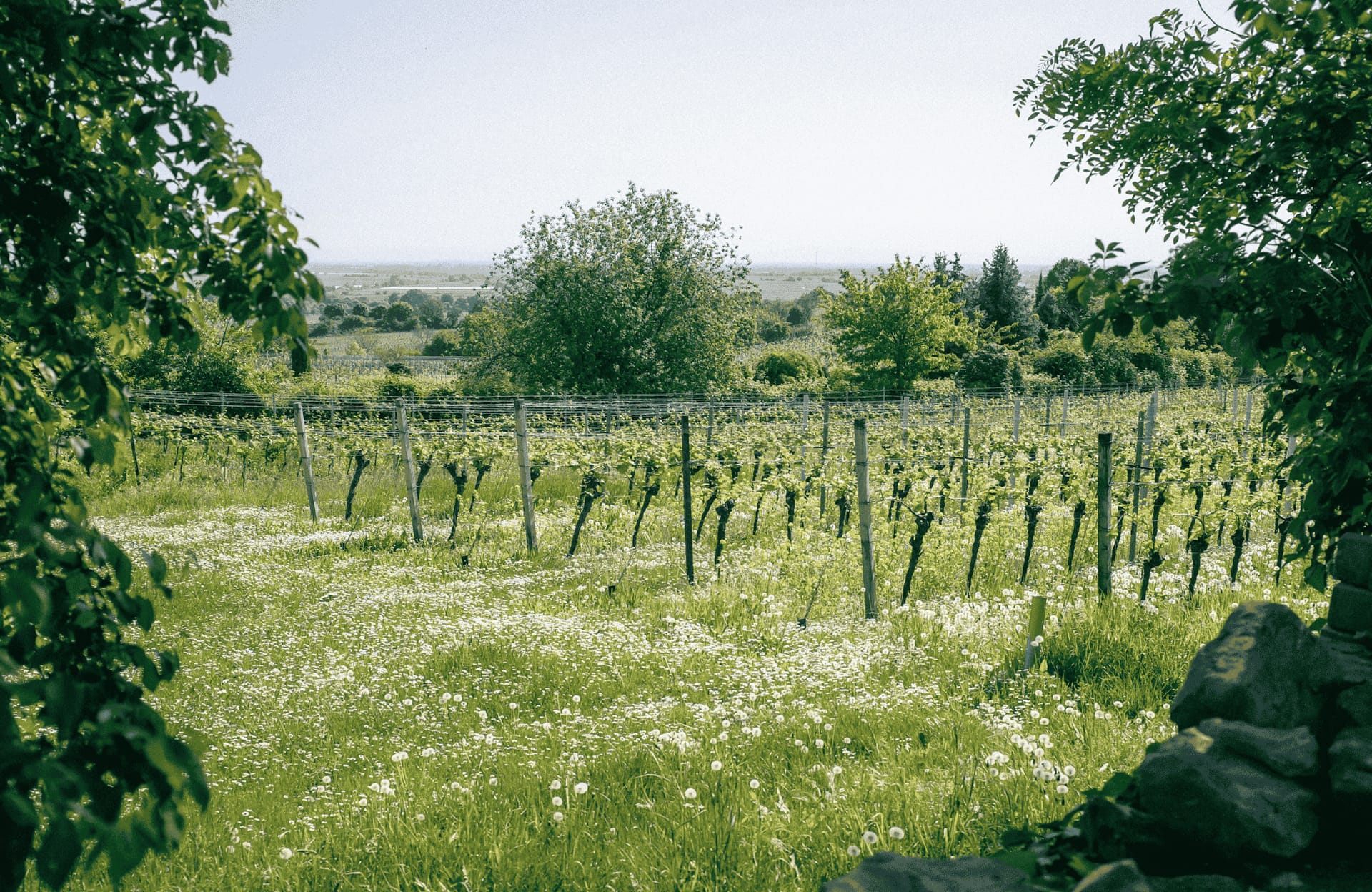 Vinmark i forårssol i Tyskland