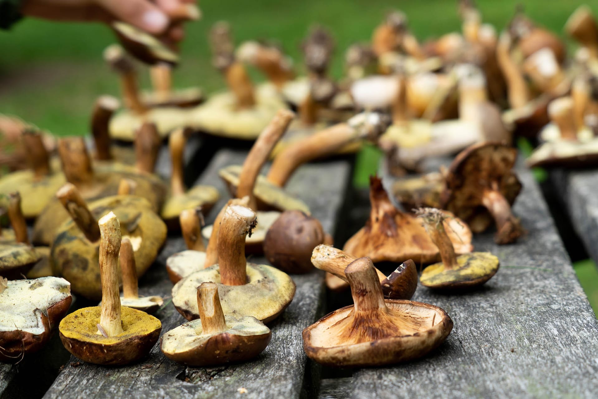 “Deltagere finder spisesvampe ved Hvidekilde i Gribskov med FOF København og Nordsjælland.”