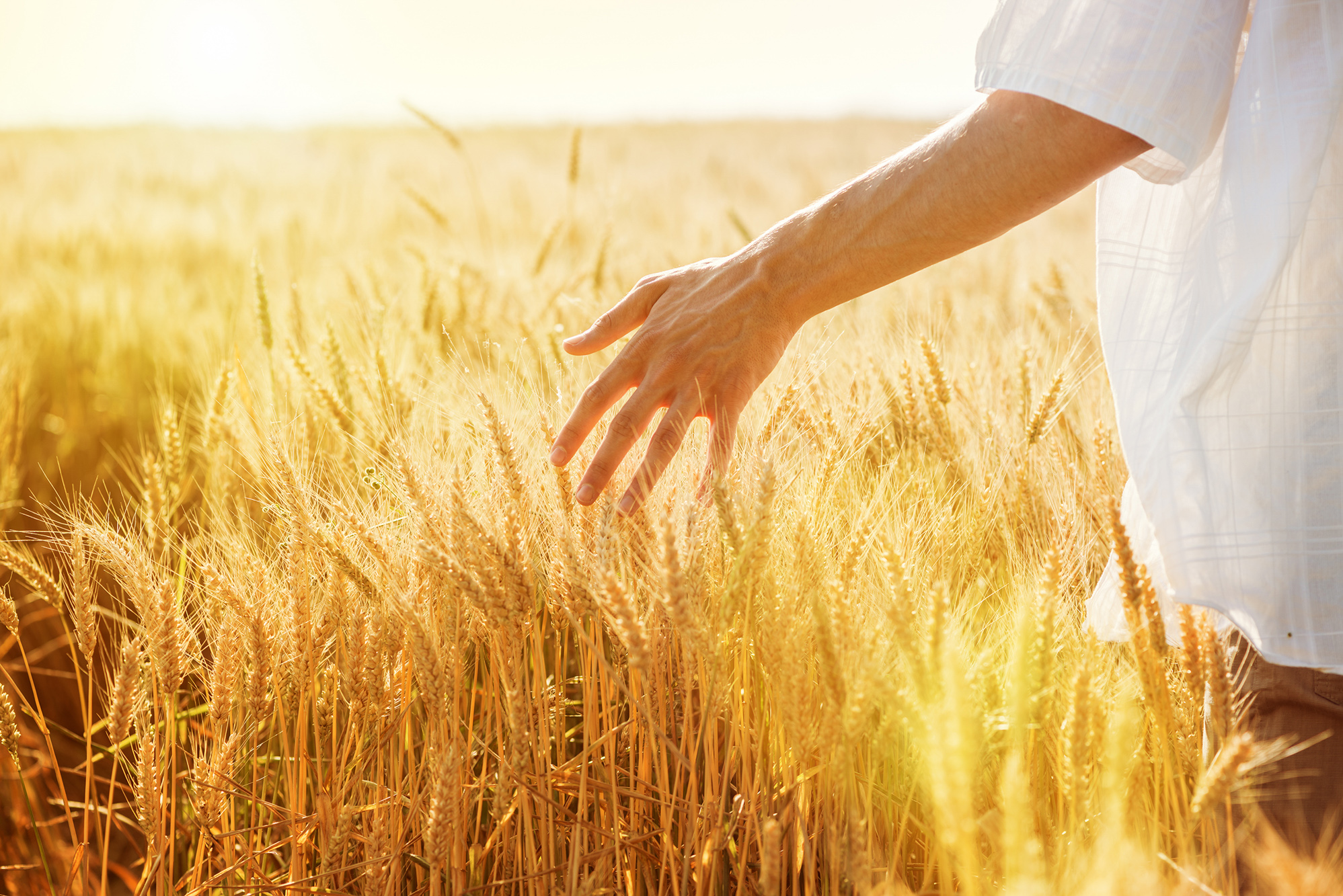 Hånd glider gennem moden kornmark