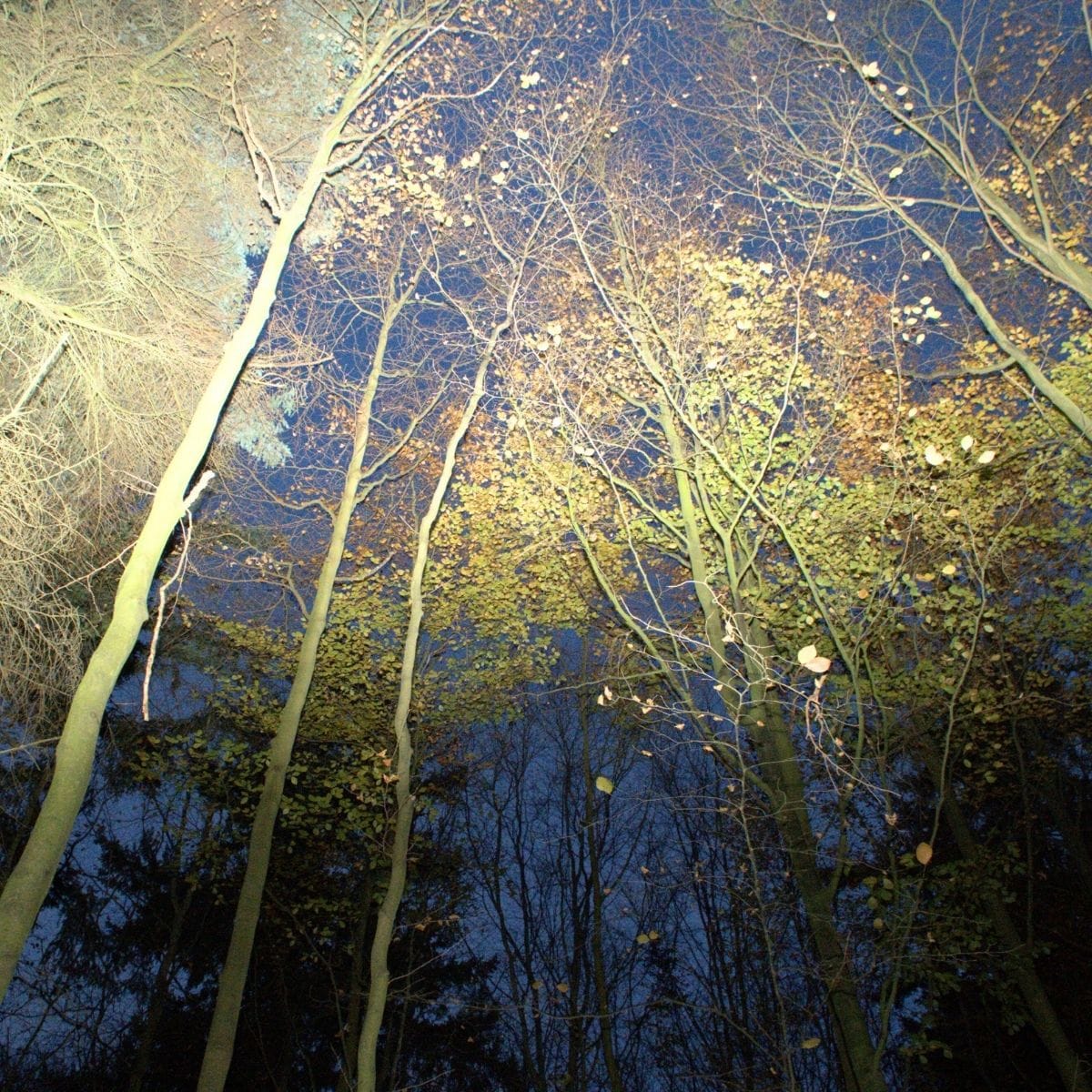 Gitte Grand Bang og kursister til skovbad.